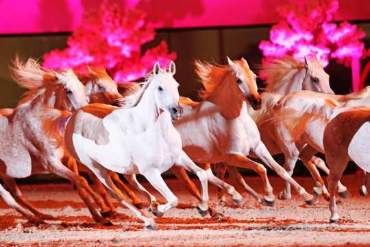 The Silver Herd from the Marbach Main and StateStud during the Horse & Symphony concert. 