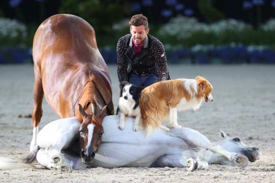 The Spanish performer Santi Serra with his two Arabian horses and two dogs. Photo: CHIO Aachen/Michael Strauch