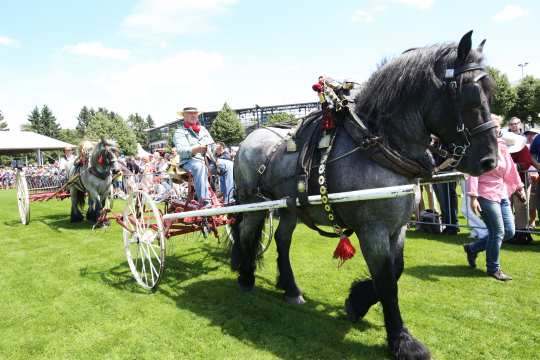 Soerser Sonntag Poto: CHIO Aachen / Andreas Steindl