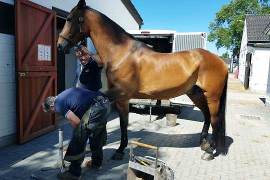 Casper - Tiefenentspannung beim Schmied. Foto: CHIO Aachen