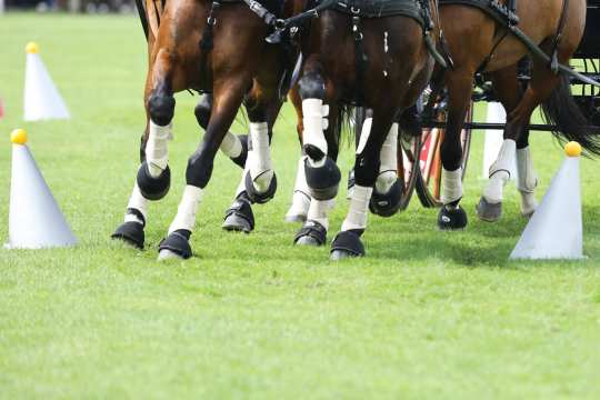 CHIO Aachen 2017 (c) Andreas Steindl