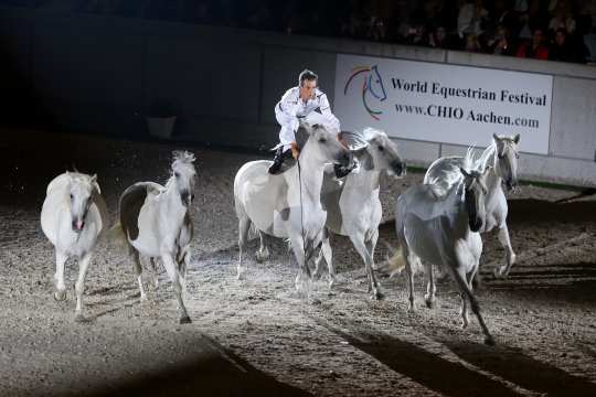 Weltstars: Jean-François Pignon und seine fantastischen Schimmel. Foto: Andreas Steindl