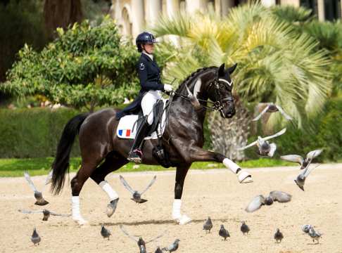 3. Platz: Die Spanierin Andrea Rodriguez fing ein einmaliges Zusammentreffen von Tauben und Pferd ein.