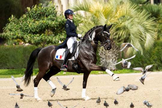 3. Platz: Die Spanierin Andrea Rodriguez fing ein einmaliges Zusammentreffen von Tauben und Pferd ein. 