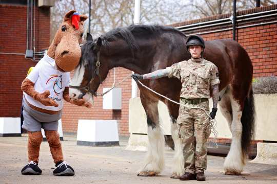 Da haben zwei denselben Geschmack: Karli teilt seine Leckerchen mit Atlas, dem imposanten Shire Horse der Household Cavalry. Revanchieren kann sich der mächtige Artgenosse übrigens beim CHIO Aachen: Dort nämlich wird Atlas als Trommelpferd agieren.