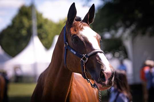 the picture shows a brown horse with a white blaze