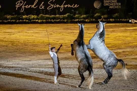 A horse trainer standing in a floodlit arena, leading two grey horses standing on their hind legs. In the background one sees a big sign with the inscription “Horse & Symphony” and “Aachen Symphony Orchestra”.