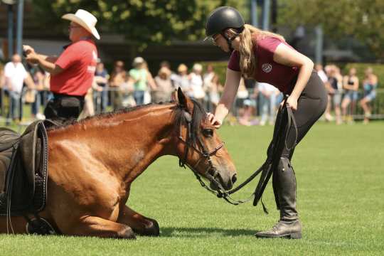 At the Soerser Sonntag, a rider cuddles her lying bay horse in the jumping warm-up arena.
