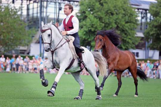 A grey horse gallops with a lot of energy across the jumping arena at the Soerser Sonntag. A bay horse gallops after the grey horse.