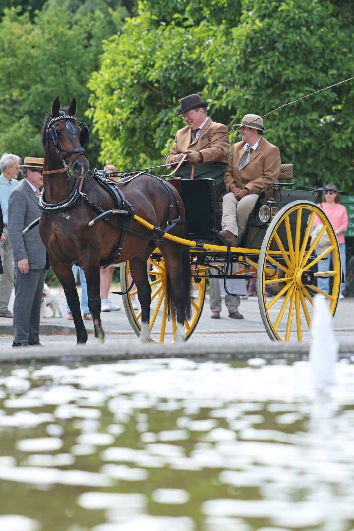 A brown carriage horse with elegant black bridle stands in front of an elegant carriage with yellow spoked wheels. Two people in brown jackets and hats sit on the coach box. A fountain can be seen in the foreground, with spectators and green trees in the background.