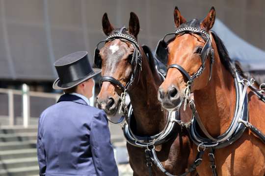 A person in elegant coachman's attire with a top hat stands in front of two brown carriage horses with elegant black bridles. The horses stand side by side and look attentively ahead. In the background, steps and a modern building can be seen.