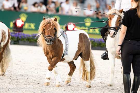 Ein kleines braun-weißes Pony mit langer blonder Mähne läuft im Stadion; es trägt weiße Bandagen und eine glitzernde Decke, im Hintergrund sind Rolex-Banden und Zuschauer unscharf zu sehen.